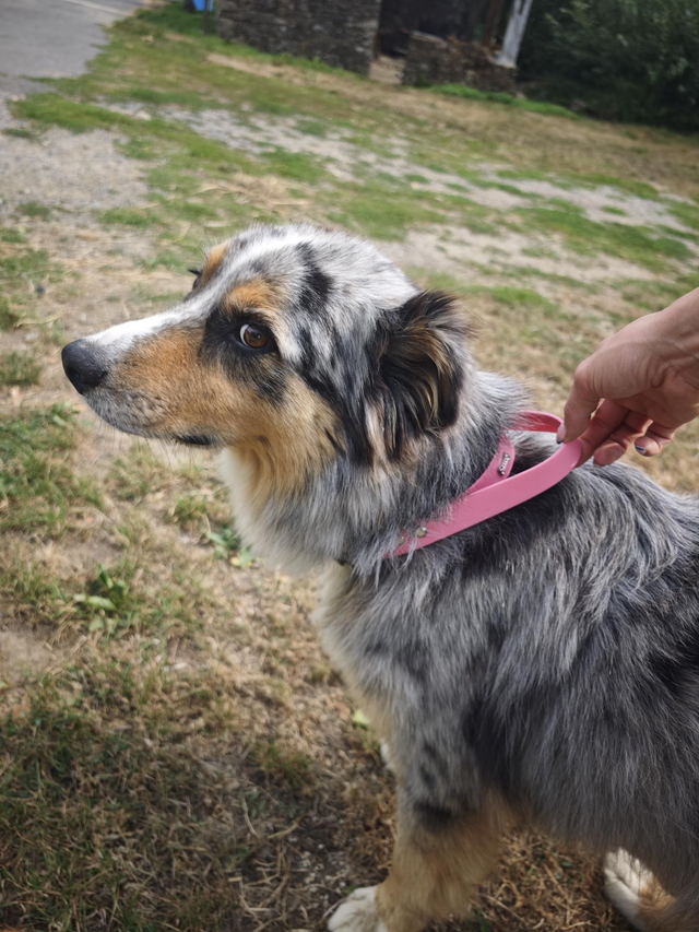 Collier biothane avec poignée intégrée