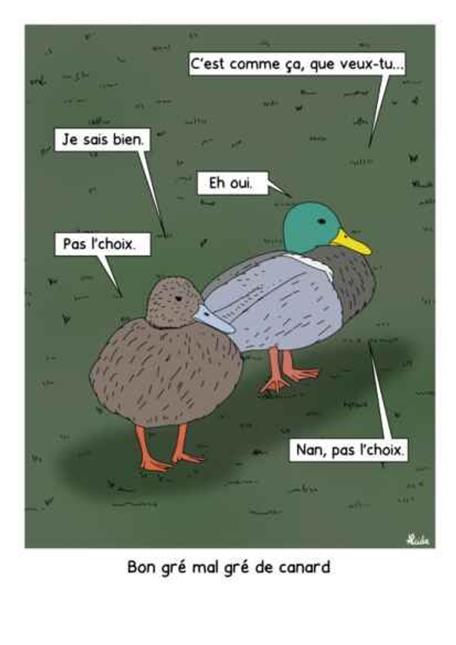 Bon grè mal grè de canard