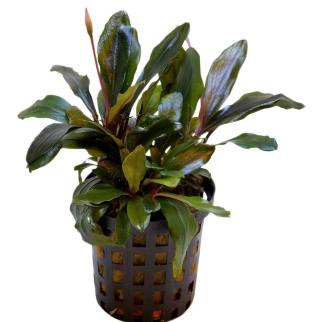 AP Bucephulandra Theia 8715897314858