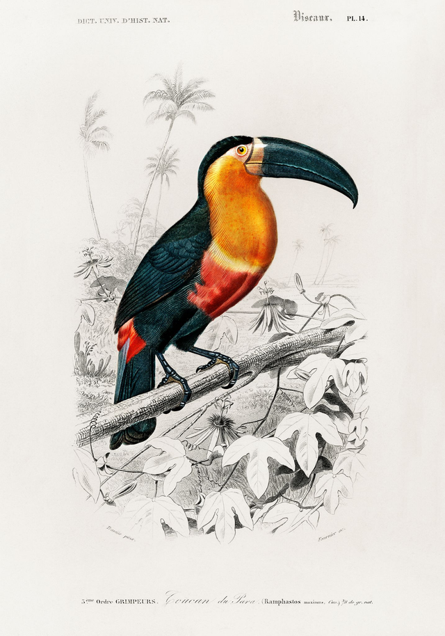Toucan du Para