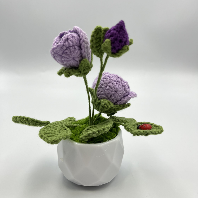 Mini rosier violet en pot