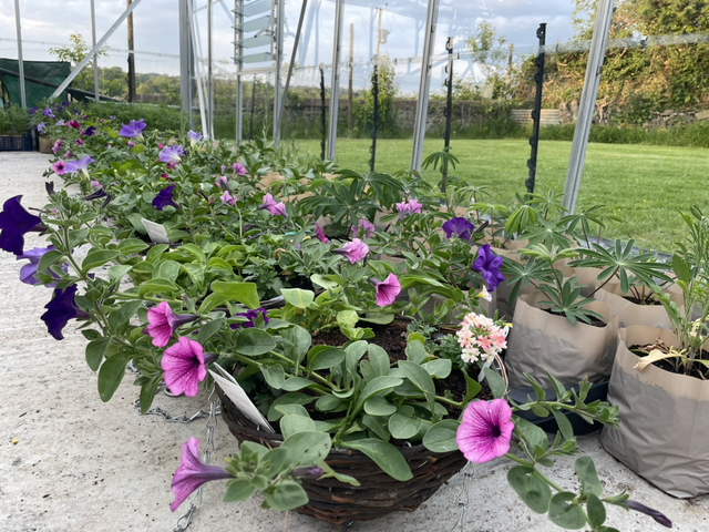 Hanging Basket