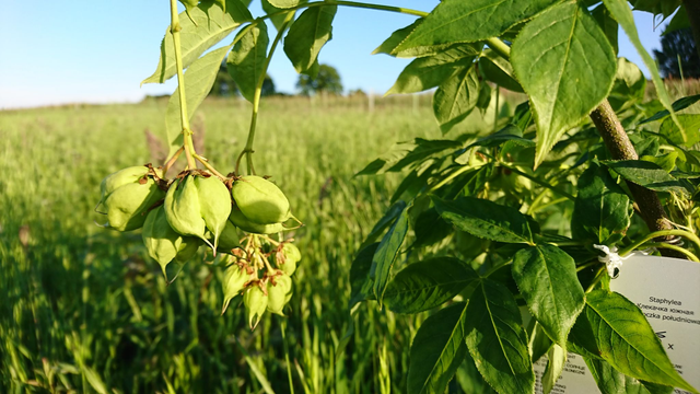 Pimpernuss (Staphylea pinnata)