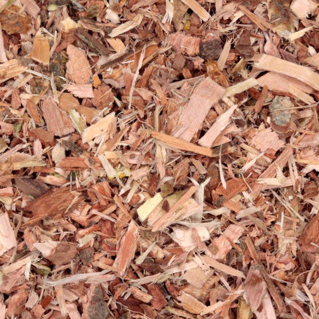 Witte wilgen bast (White willow bark) (Salix alba) - BIO