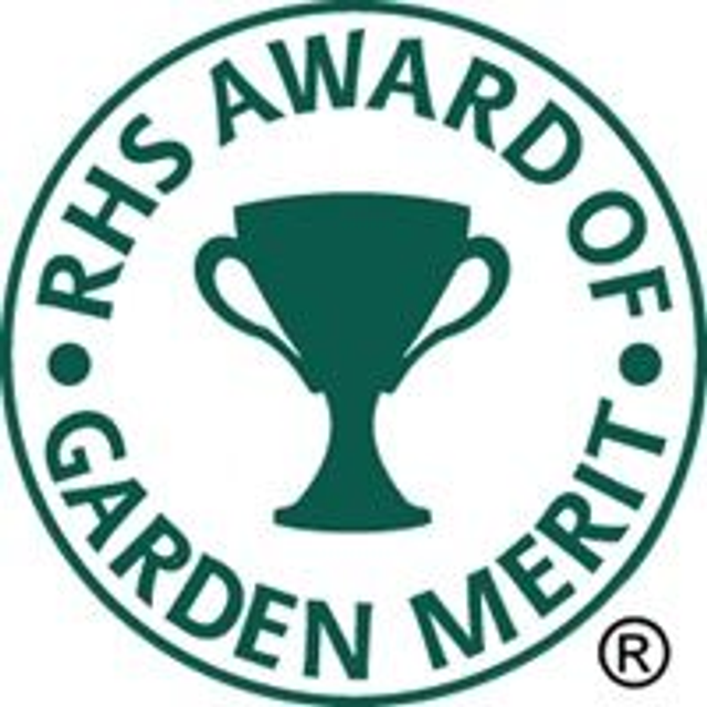 Arum 'Chameleon' RHS AGM 1 litre