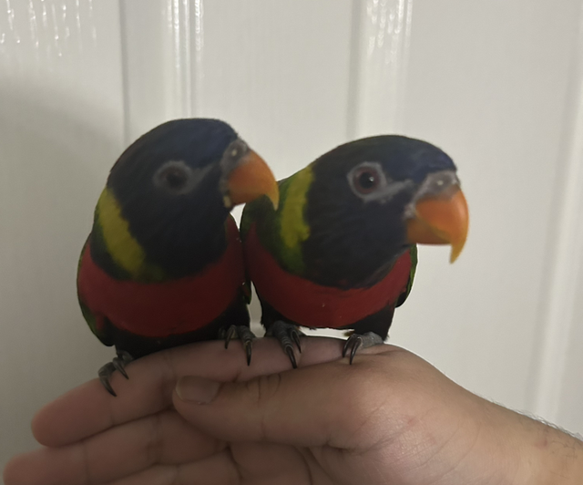 Adult Swanson Rainbow Lorikeets 