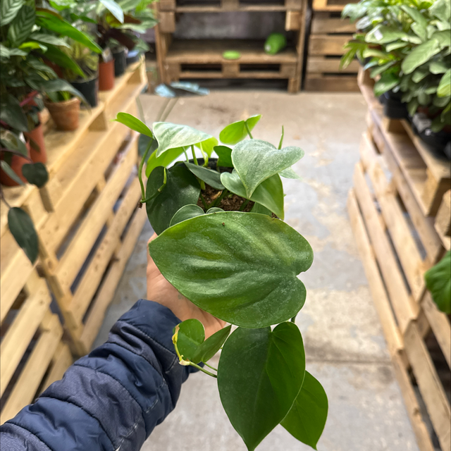 Philodendron Micans (Green)