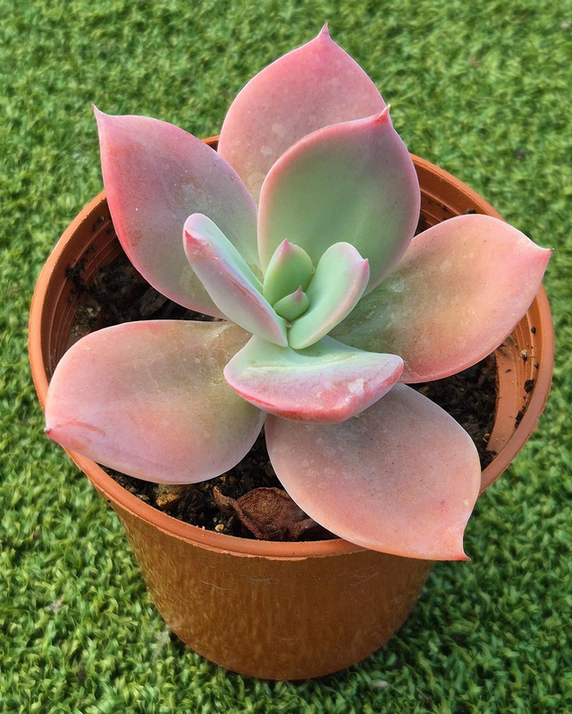 Echeveria 'Afterllux' (New)