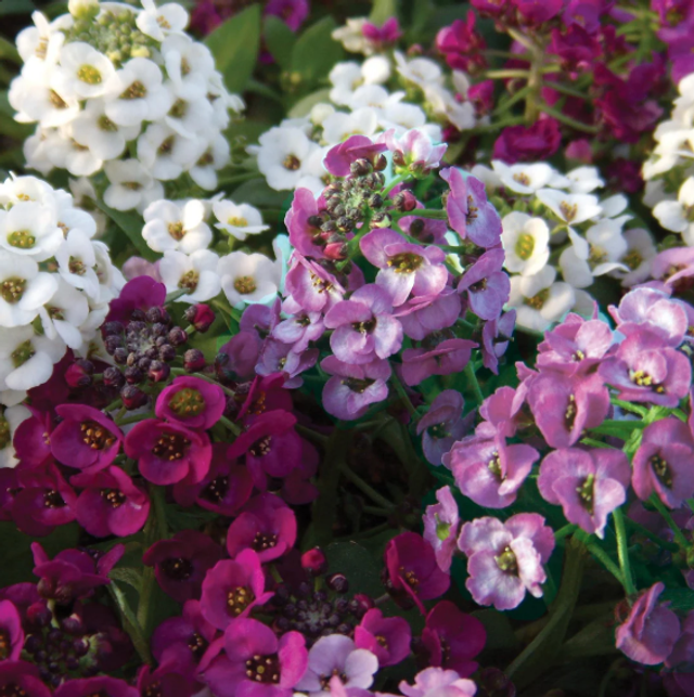 Alyssum - Clear Crystal Mixed: 9 Plants (Ref: A)