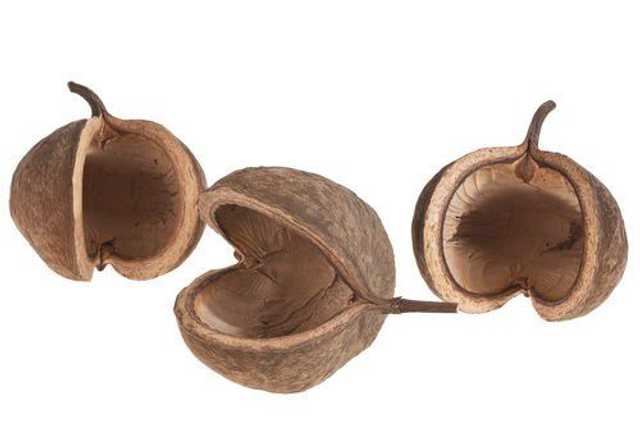 Gousse de Buddha 8-12 cm