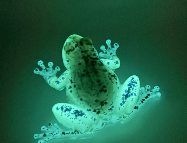 Grenouille Feu d’Artifice phosphorescente