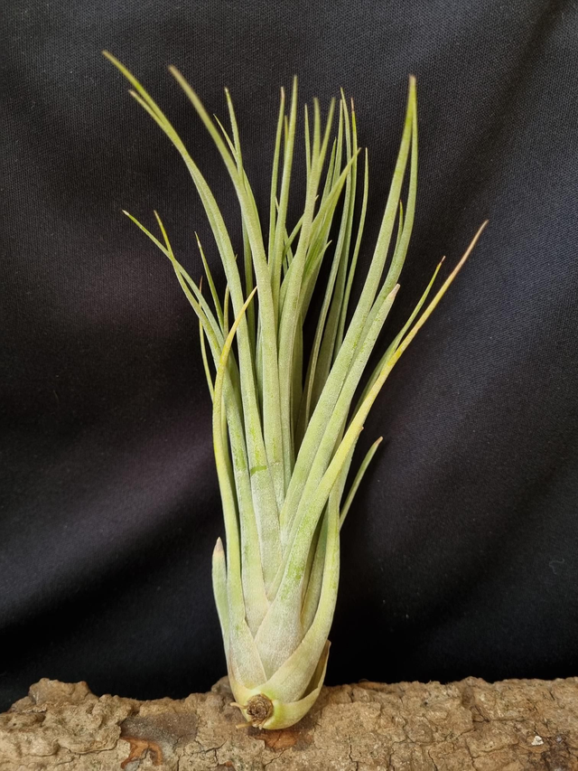 Tillandsia x nidus