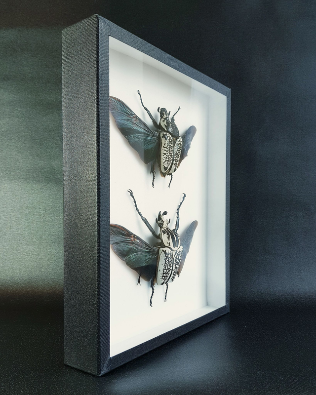 Goliathus goliathus meleagris (couple)