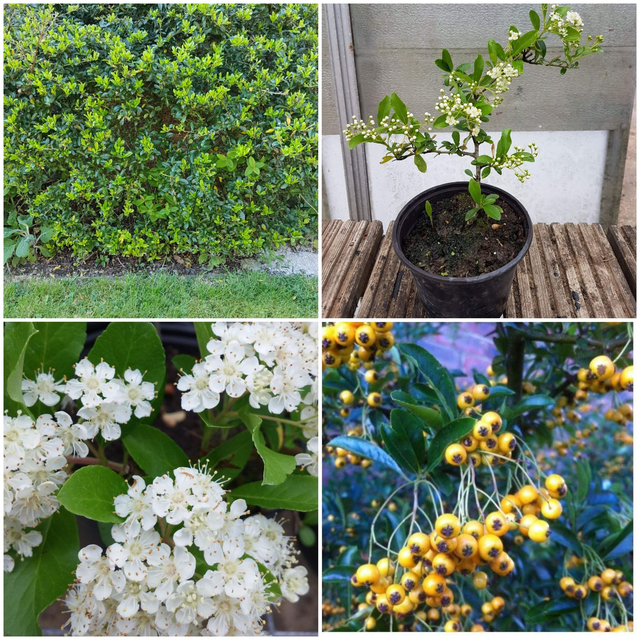 Pyracantha - 1lt pot
