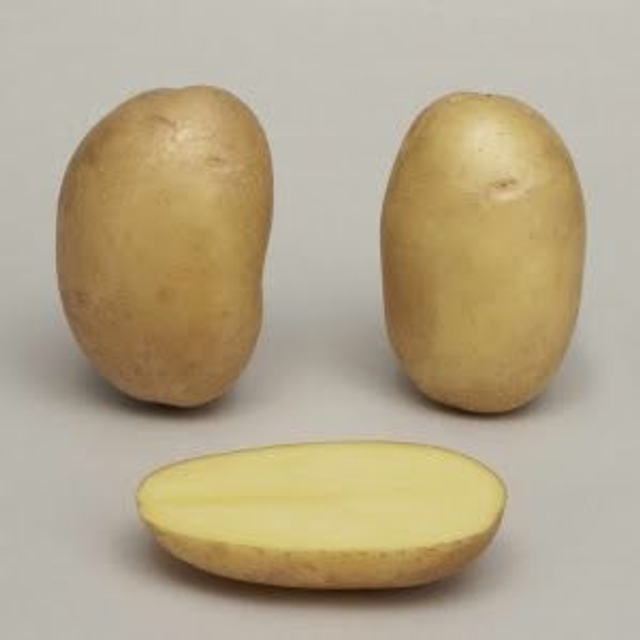 Nazca – Polyvalente et bonne conservation