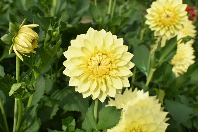 Mary Margaret Row 470