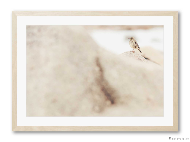 En bord de mer - Petit passereau en bord de mer posé sur son rocher