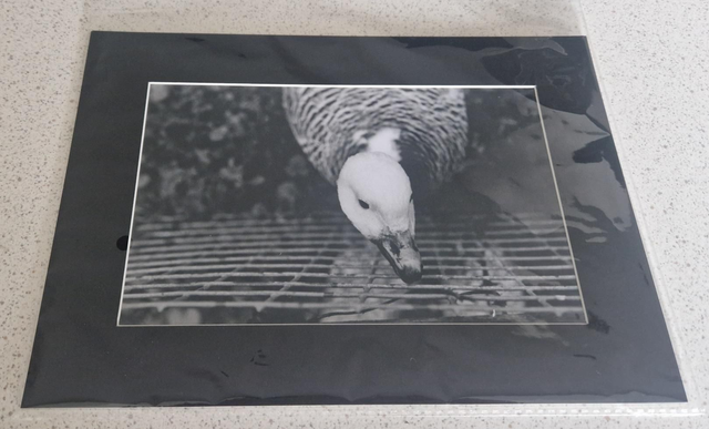 Curious Duck A4 Mounted Analogue Print