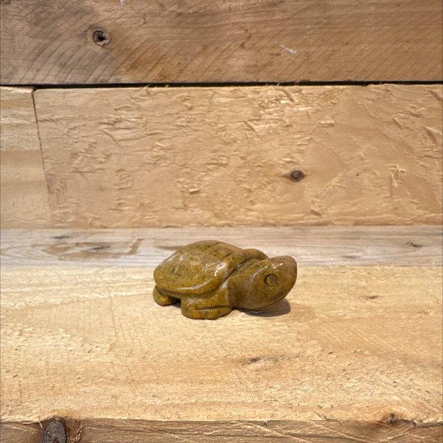 Jasper Turtle