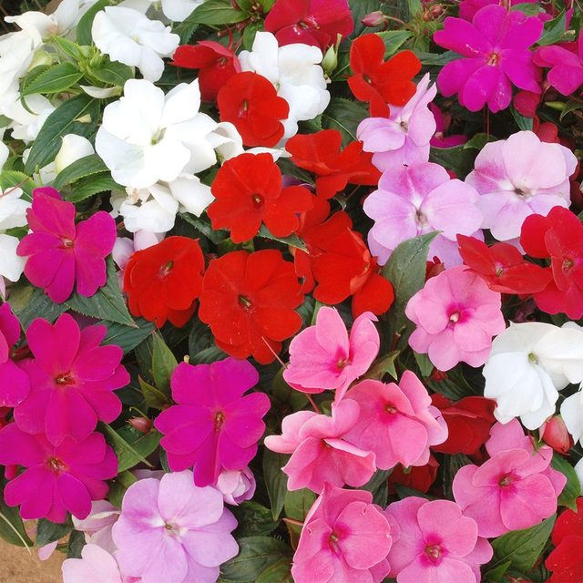 Impatiens (Bizzy Lizzy) - Beacon mixed [6]