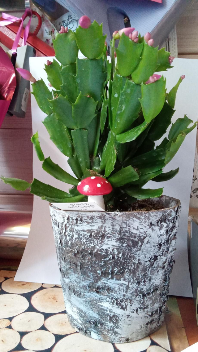SCHLUMBERGERA 11 CP ECORCE