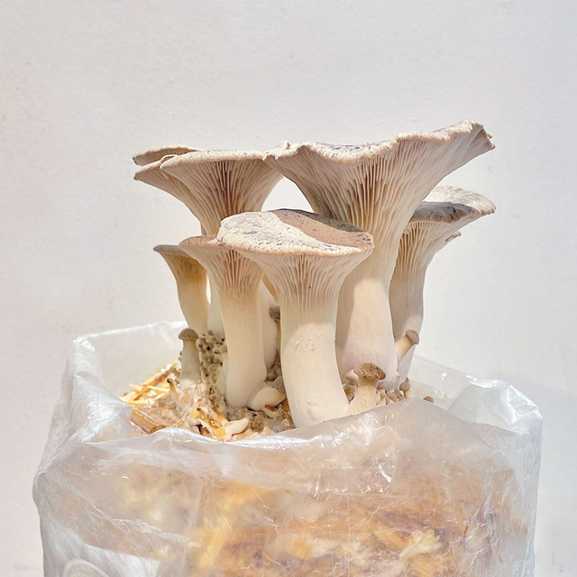  King Oyster Mushroom Spawn Seed Packet Grow Your Own Fresh Mushrooms