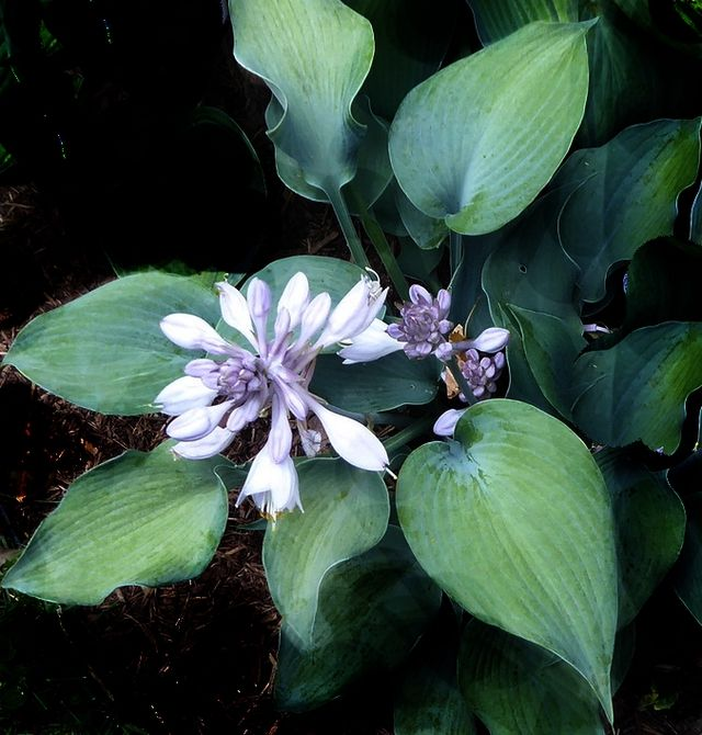 Hosta 'Bulletproof' bare root