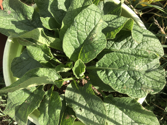 Consoude Hidecote Blue - AB