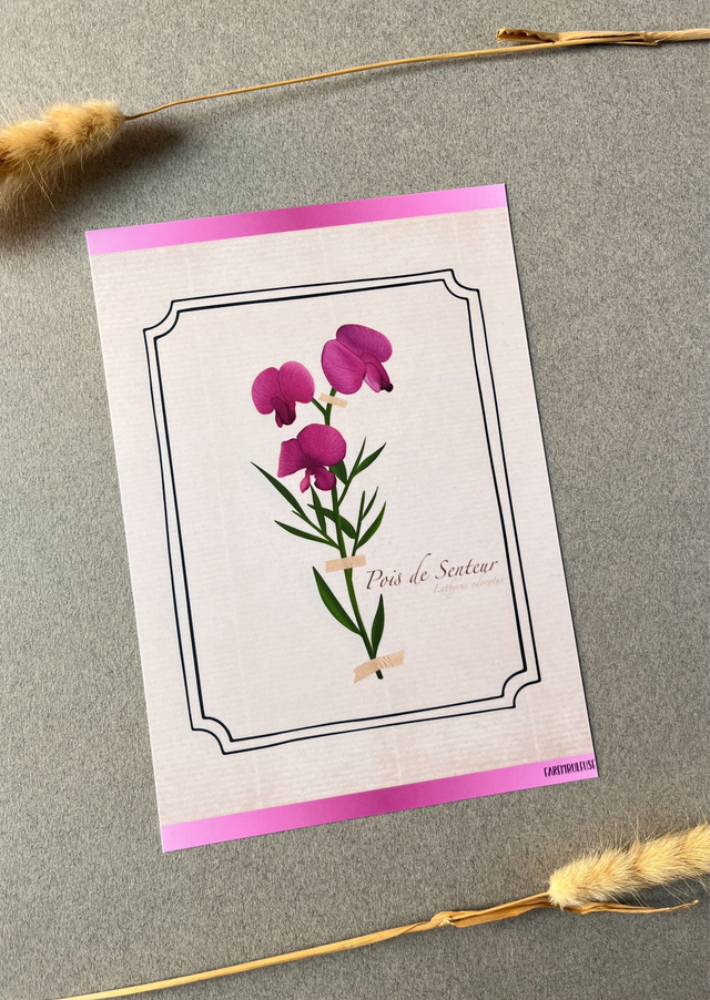 Affiche 04. Le Pois de Senteur (avril)