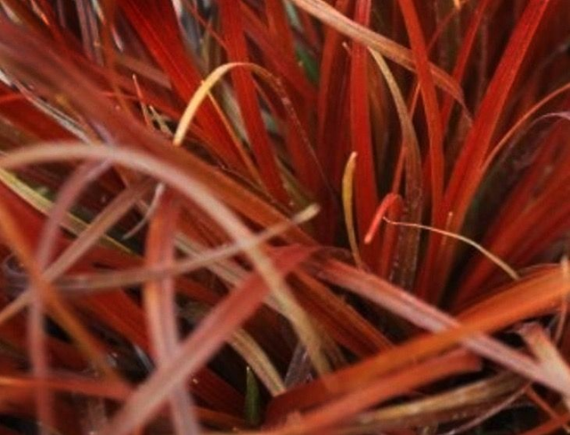 Uncinia uncinata 'Rubra' P9