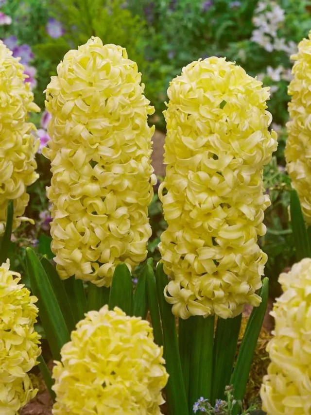 Jacinthe City of Haarlem – Fleurs jaunes parfumées