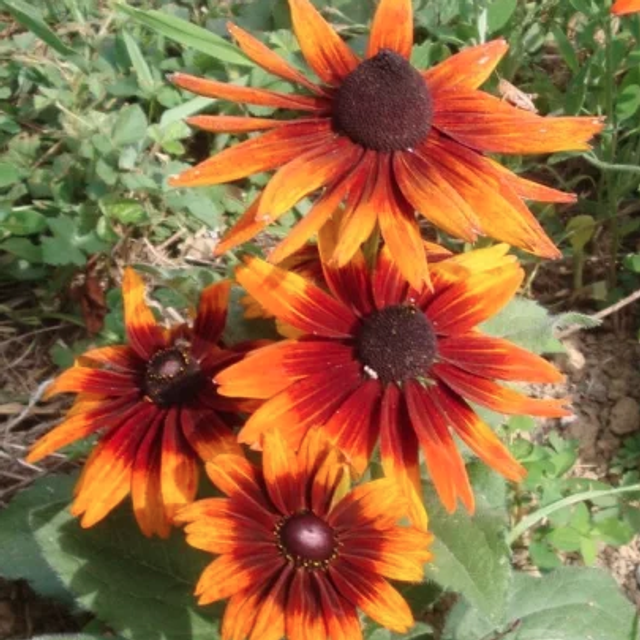 Rudbeckia Chocolat orange