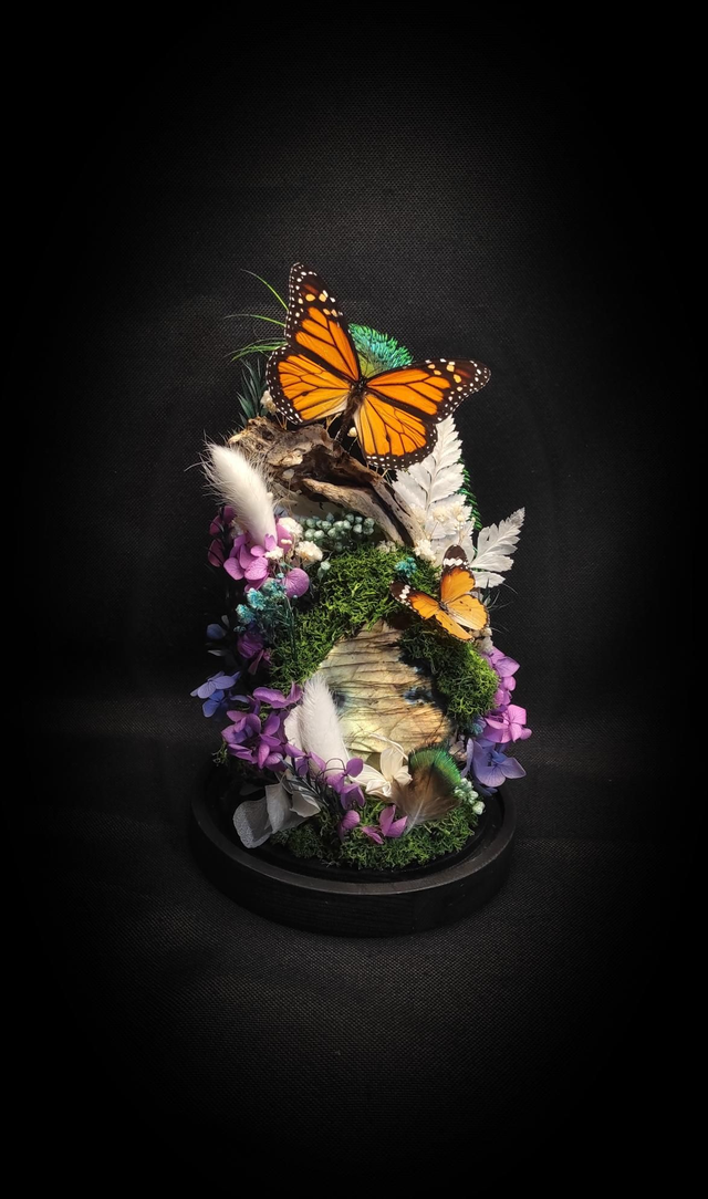 Diorama Duo de Papillons Danaus et Labradorite 