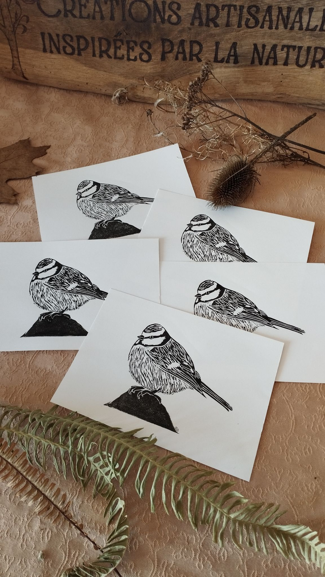 Illustration Oiseau Mésange bleue, en linogravure, coloris noir