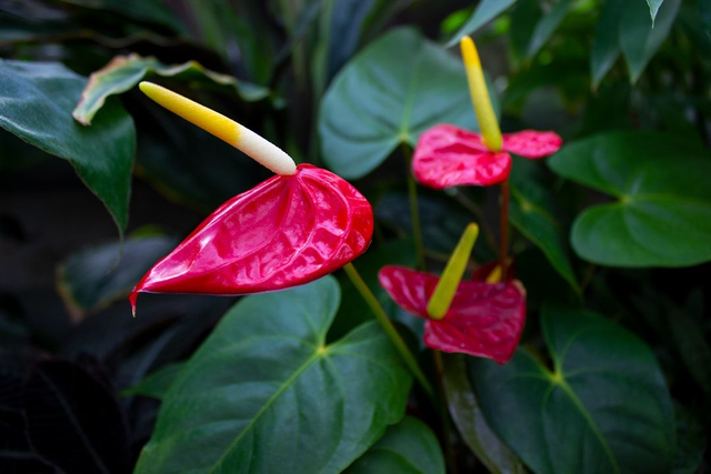 Anthurium 