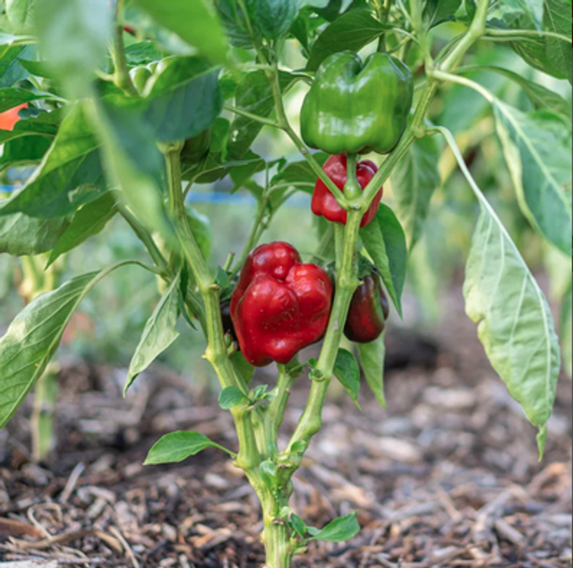 Poivron rouge Early Niagara