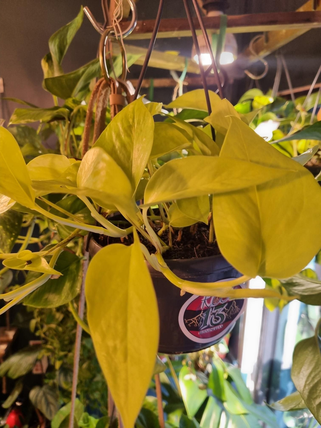  pothos neon