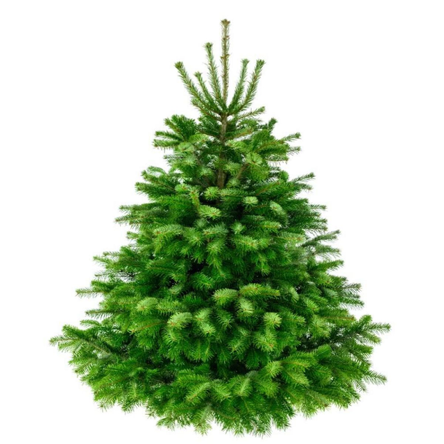Nordman Fir 