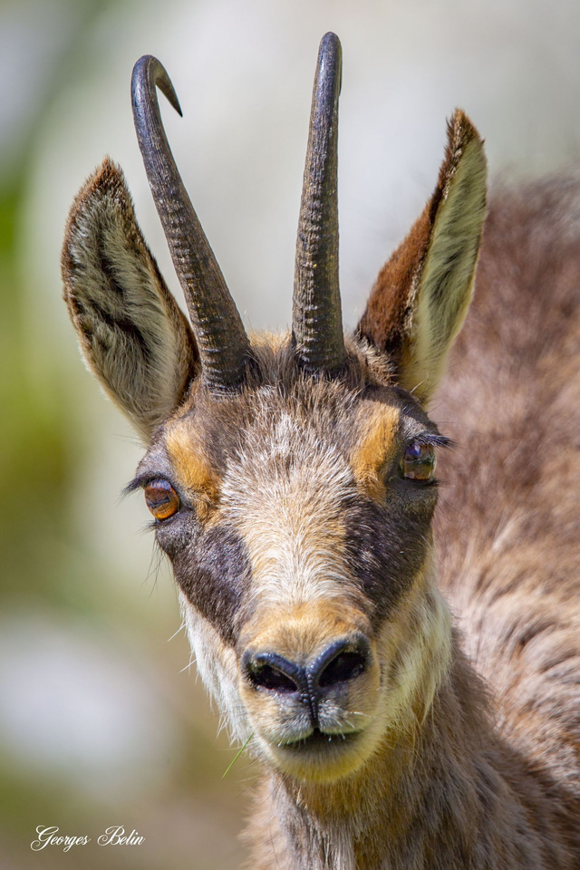 Chamois sur toile 60 x 40