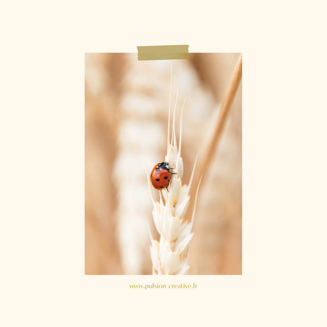 Carte postale photographie #1 Coccinelle