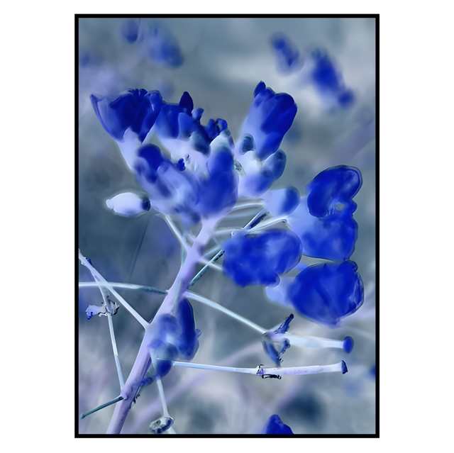 NV 005