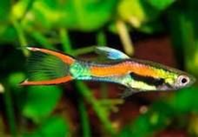 Endler Guppie's