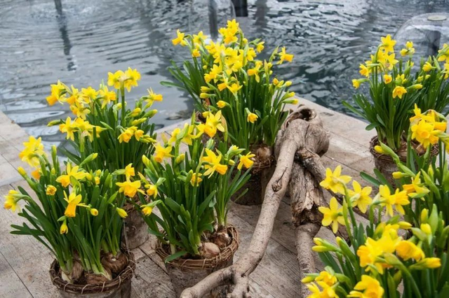 Narcisse Tête-à-Tête – Mini narcisse jaune précoce