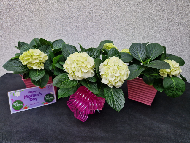 MOTHERS DAY GIFT - Indoor White Hydrangea Flower In Pink Metal Planter