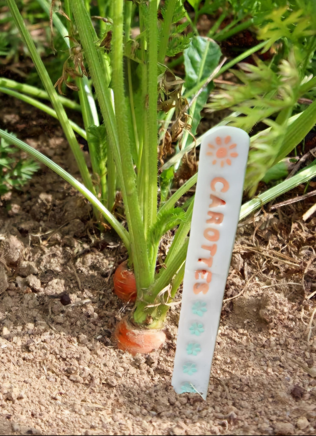 Étiquettes en céramique carottes pour jardin potager