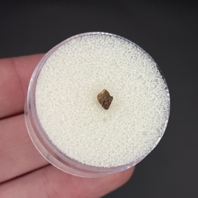 Smilodon Bone Fragment 