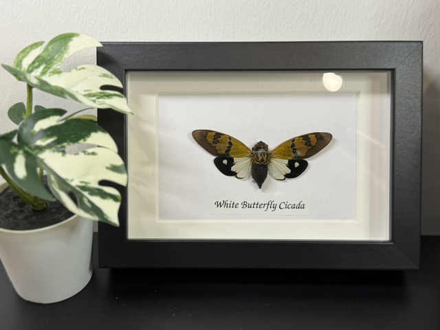 White butterfly cicada 