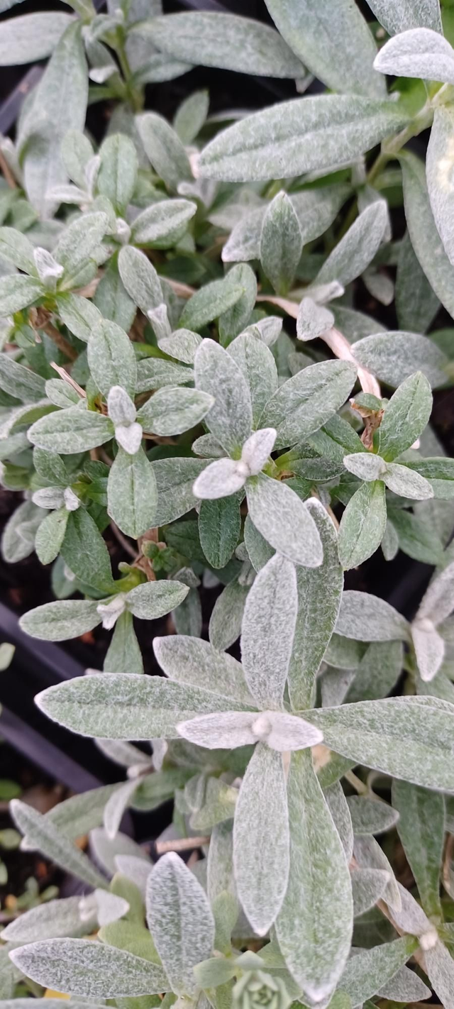 Cerastium tomentosum