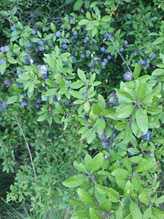 Prunellier (Prunus spinosa) - Végétal local
