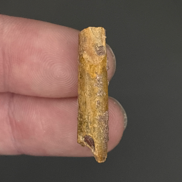 Pterosaur Tooth